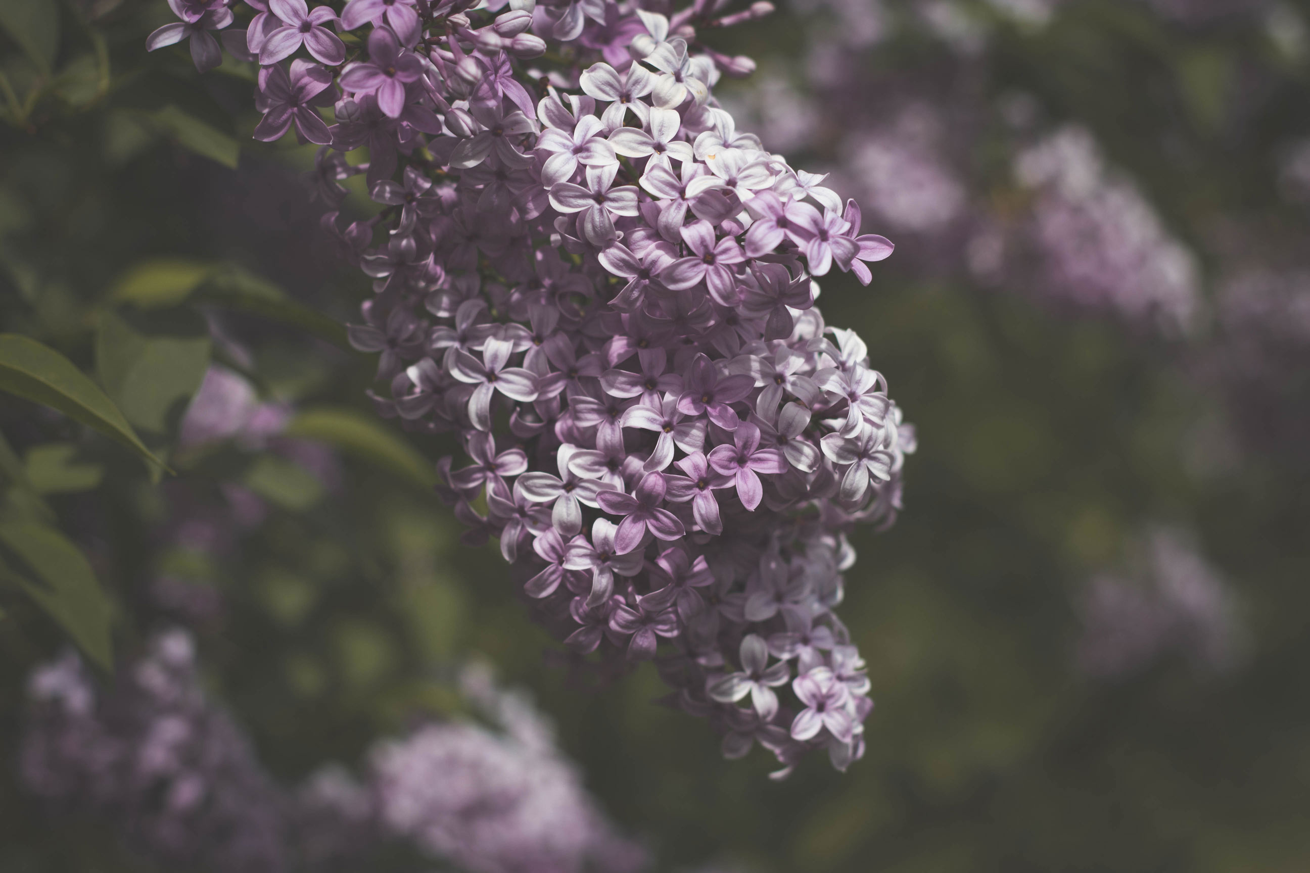 Lilac Love